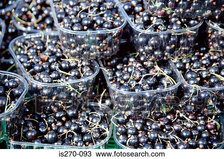 Blueberries View Large Photo Image Stock Image - Blueberries. Fotosearch