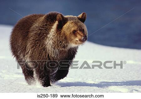 Brown bear in snow View Large Photo Image Stock Photo - Brown bear in snow. Fotosearch