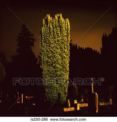 Cemetery at dusk View Large Photo Image Stock Photograph - Cemetery at dusk. Fotosearch
