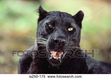 Close-up of a black panther View Large Photo Image Stock Photography - Close-up of a black panther. Fotosearch