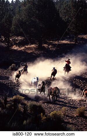Cowboys chasing wild horses View Large Photo Image Stock Image - Cowboys chasing wild horses. Fotosearch