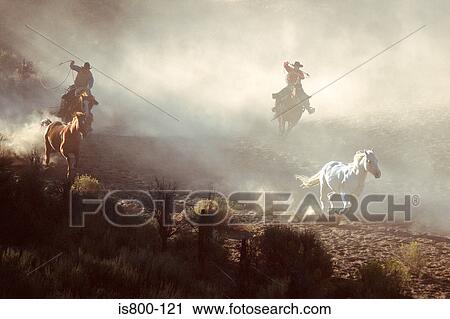 Stock Image - Cowboys chasing wild horses. Fotosearch