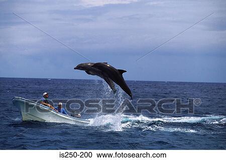 Dolphins jumping near a boat View Large Photo Image Stock Image - Dolphins jumping near a boat. Fotosearch