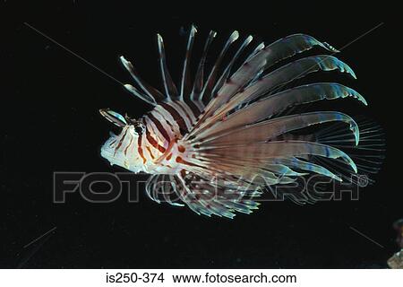 Exotische Fische Bild Is250 374 Fotosearch