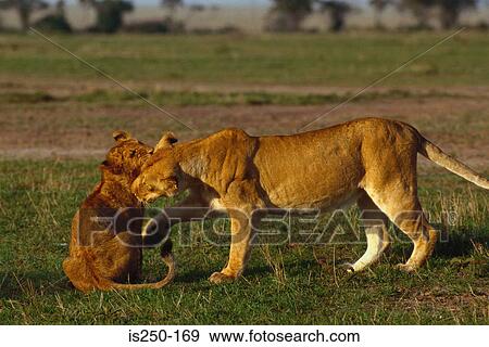 Female lion playing with cub View Large Photo Image Stock Photo - Female lion playing with cub. Fotosearch