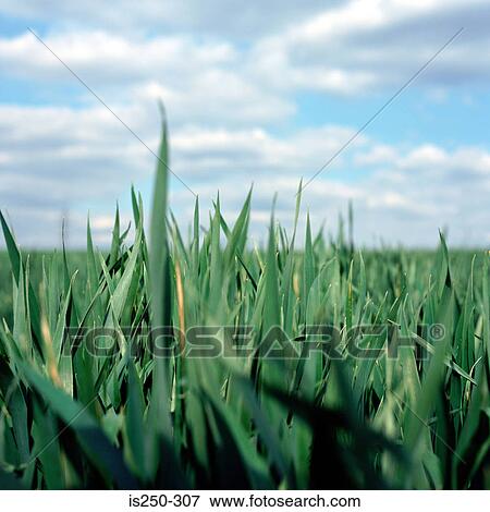 Field and sky View Large Photo Image Stock Photo - Field and sky. Fotosearch