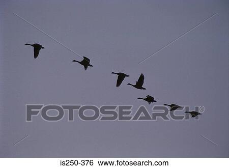 Flock of birds View Large Photo Image Stock Photograph - Flock of birds. Fotosearch