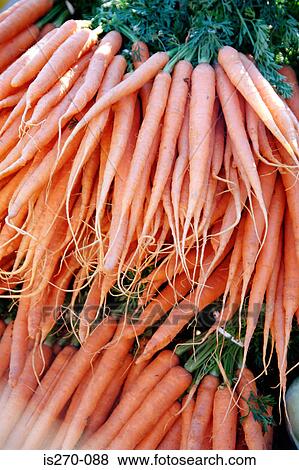 Stock Photo - Fresh carrots. Fotosearch