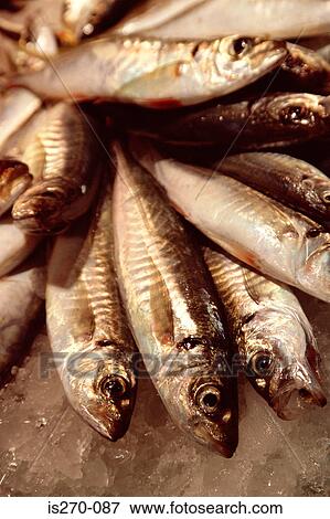 Fresh fish View Large Photo Image Stock Photo - Fresh fish. Fotosearch