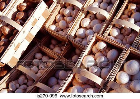 Fresh mushrooms View Large Photo Image Stock Photograph - Fresh mushrooms. Fotosearch