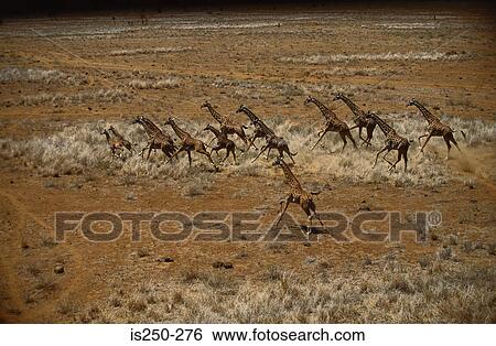 Stock Photograph - Giraffes running. Fotosearch