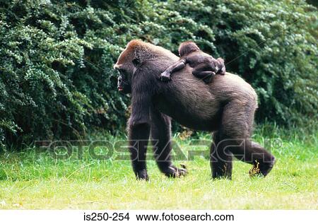 Picture - Gorilla with baby gorilla on its back. Fotosearch