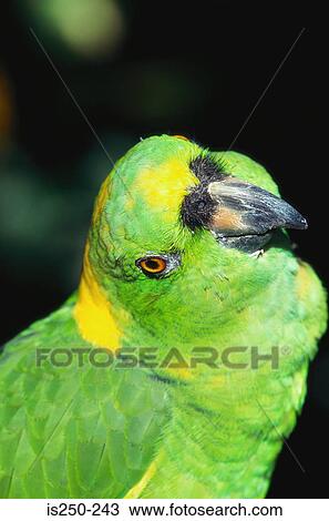 Green parrot View Large Photo Image Stock Image - Green parrot. Fotosearch