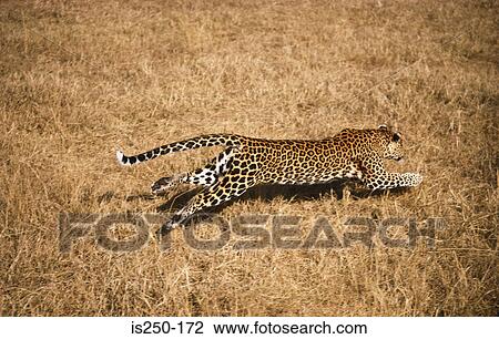 Leopard running View Large Photo Image Stock Image - Leopard running. Fotosearch