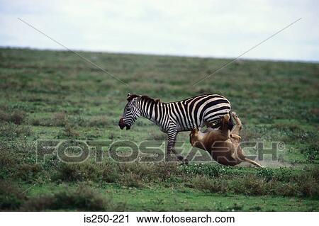 Lion attacking zebra View Large Photo Image Stock Image - Lion attacking zebra . Fotosearch