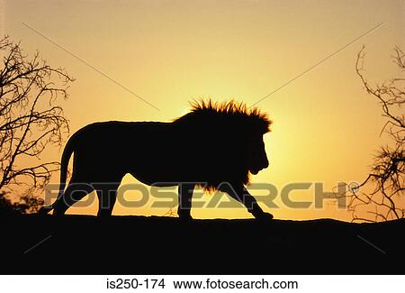 Lion in sunset View Large Photo Image Picture - Lion in sunset. Fotosearch