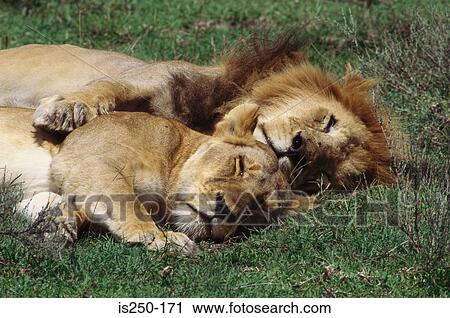 Lions resting View Large Photo Image Stock Image - Lions resting. Fotosearch