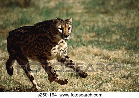 Picture - Lynx running. Fotosearch