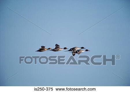 Migrating ducks View Large Photo Image Stock Photography - Migrating ducks. Fotosearch
