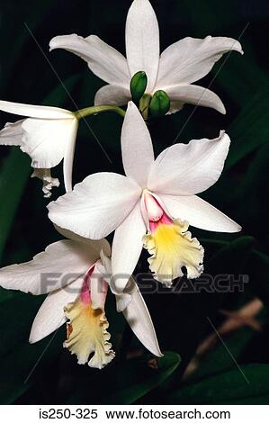 Orchid flower in bloom View Large Photo Image Stock Photography - Orchid flower in bloom. Fotosearch