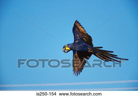 Parrot flying View Large Photo Image Picture - Parrot flying. Fotosearch