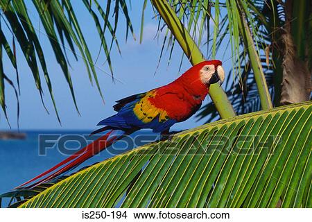 Parrot on palm leaf View Large Photo Image Picture - Parrot on palm leaf. Fotosearch