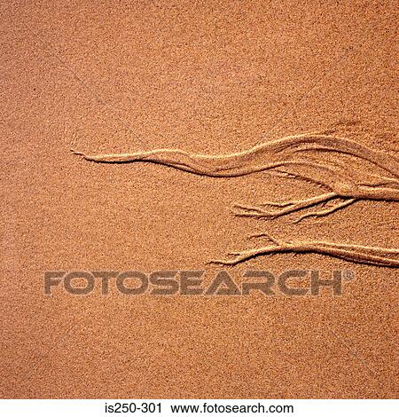 Plant relief in sand View Large Photo Image Stock Image - Plant relief in sand. Fotosearch