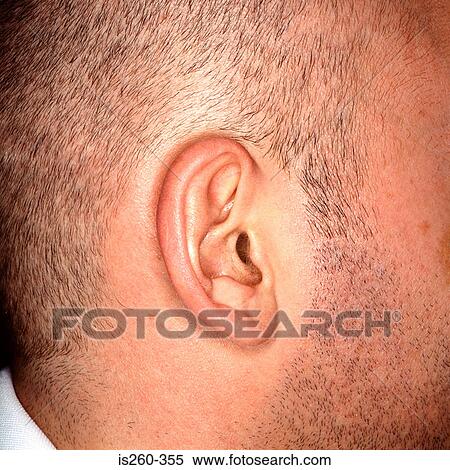 Stock Photography - Right ear of Caucasian male. Fotosearch