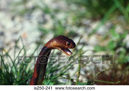 Snake View Large Photo Image Stock Image - Snake. Fotosearch