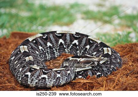 Snake View Large Photo Image Stock Photo - Snake. Fotosearch