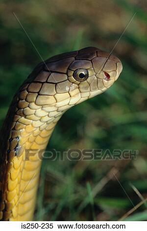 Snake View Large Photo Image Stock Photography - Snake. Fotosearch