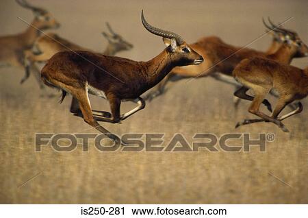 Thomson's gazelles running View Large Photo Image Stock Image - Thomson's gazelles running. Fotosearch