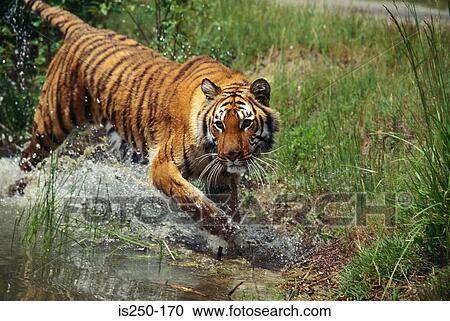 Stock Image - Tiger in the water. Fotosearch