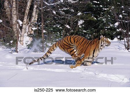 Tiger running in snow View Large Photo Image Stock Photography - Tiger running in snow. Fotosearch
