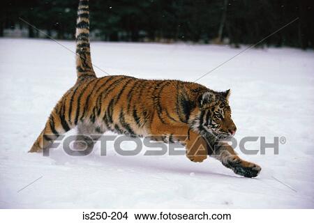 Tiger running in the snow View Large Photo Image Picture - Tiger running in the snow. Fotosearch