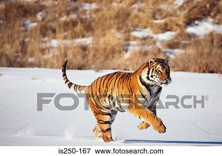 Stock Photo - Tiger running in the snow. Fotosearch