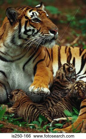 Tiger with cubs View Large Photo Image Stock Photograph - Tiger with cubs. Fotosearch