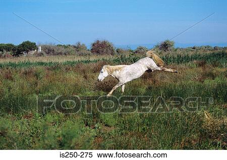 Stock Photography - White horse jumping. Fotosearch