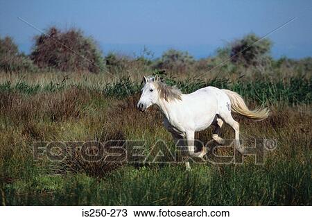 White horse running View Large Photo Image Stock Image - White horse running. Fotosearch