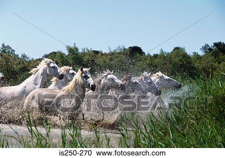 Stock Image - White horses in water. Fotosearch