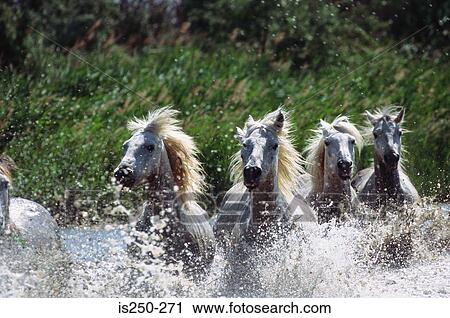 Stock Image - White horses in water. Fotosearch