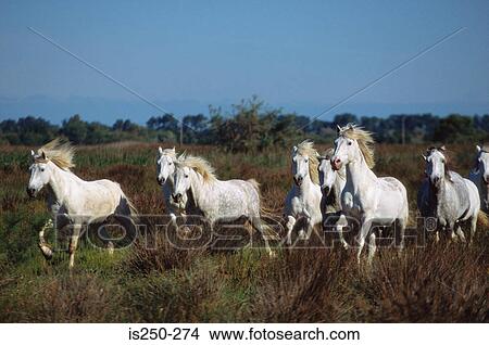 Picture - White horses running. Fotosearch