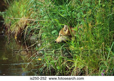 Stock Image - Wild animal by water. Fotosearch