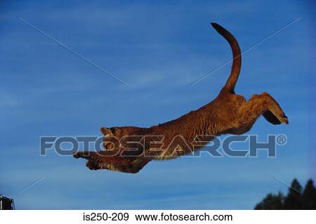 Stock Photo - Wild cat jumping. Fotosearch