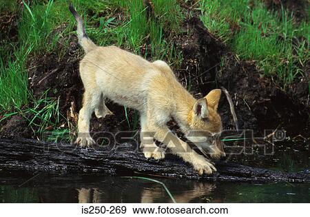 Wild dog View Large Photo Image Stock Photo - Wild dog. Fotosearch
