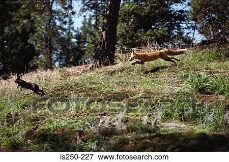 Stock Photo - Wild fox chasing rabbit. Fotosearch