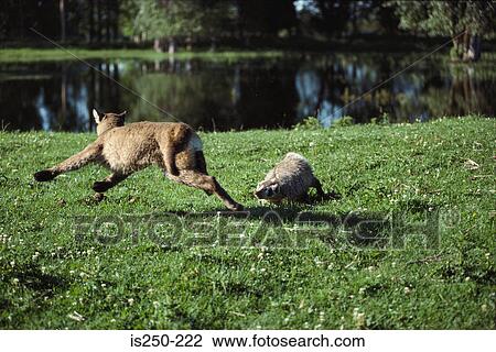 Wildlife View Large Photo Image Stock Image - Wildlife. Fotosearch