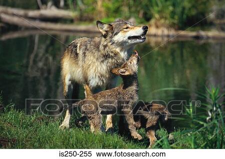 Wolf with cubs View Large Photo Image Stock Photography - Wolf with cubs. Fotosearch