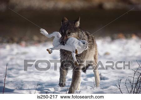 Wolf with dinner View Large Photo Image Stock Photo - Wolf with dinner. Fotosearch