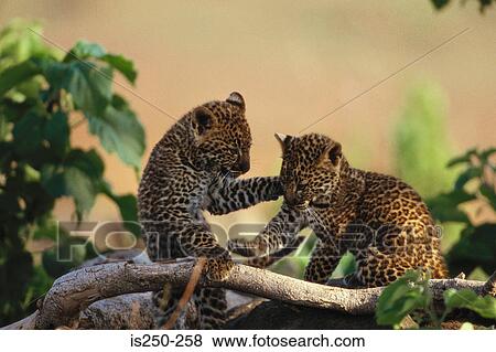 Young leopards playing View Large Photo Image Stock Photo - Young leopards playing. Fotosearch